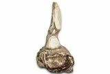 Fossil Plesiosaur Cervical Vertebra - Asfla, Morocco #328646-2